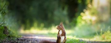 squirel