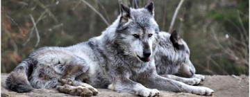 loups